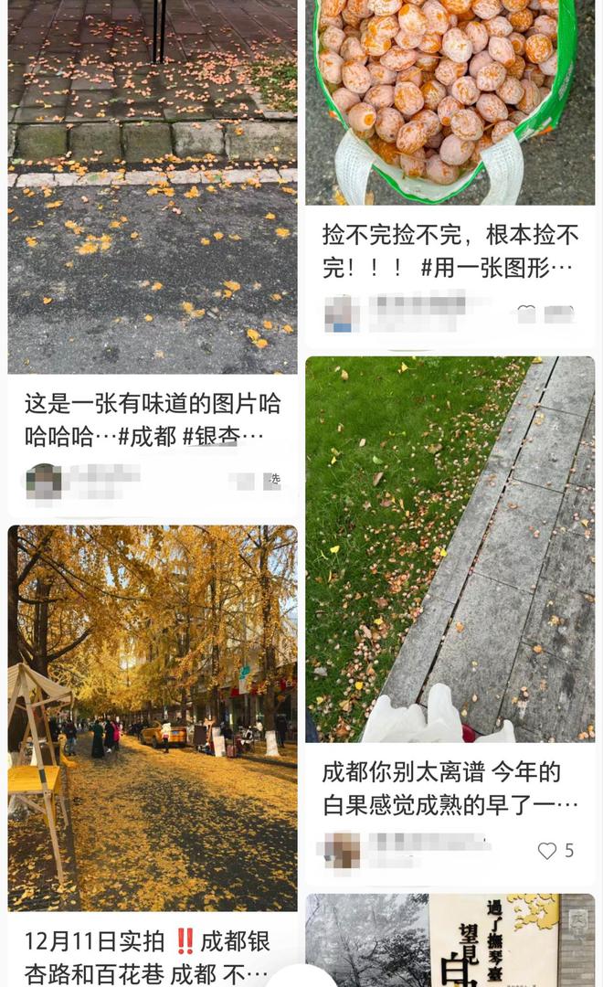 满地 专家提醒：不要捡！吃不得！K8凯发集团香橼挂枝头、白果落(图2)